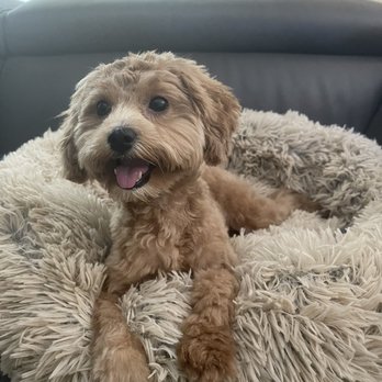 Lloyd's Paws & Claws Klassic Klips - After - Pet Groomers Near Me