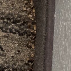 La Quinta by Wyndham Erie - One corner of the room. Lots of creepy crawlies that blend in well with carpet.