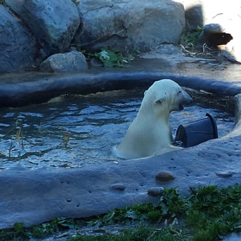 Toronto Zoo - Humphrey - Zoos Near Me - Toronto, Ontario Toronto Zoo - Humphrey - Zoos Near Me - Toronto, Ontario