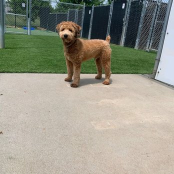 Dogwoods Lodge - Auggie enjoying his first camp day - Pet Sitting Near Me - Grimes, Iowa