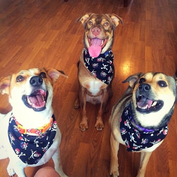 Finley's Upper Cut Mobile Grooming - They look incredible! Thank you Pet Friends Forever - Pet Groomers Near Me