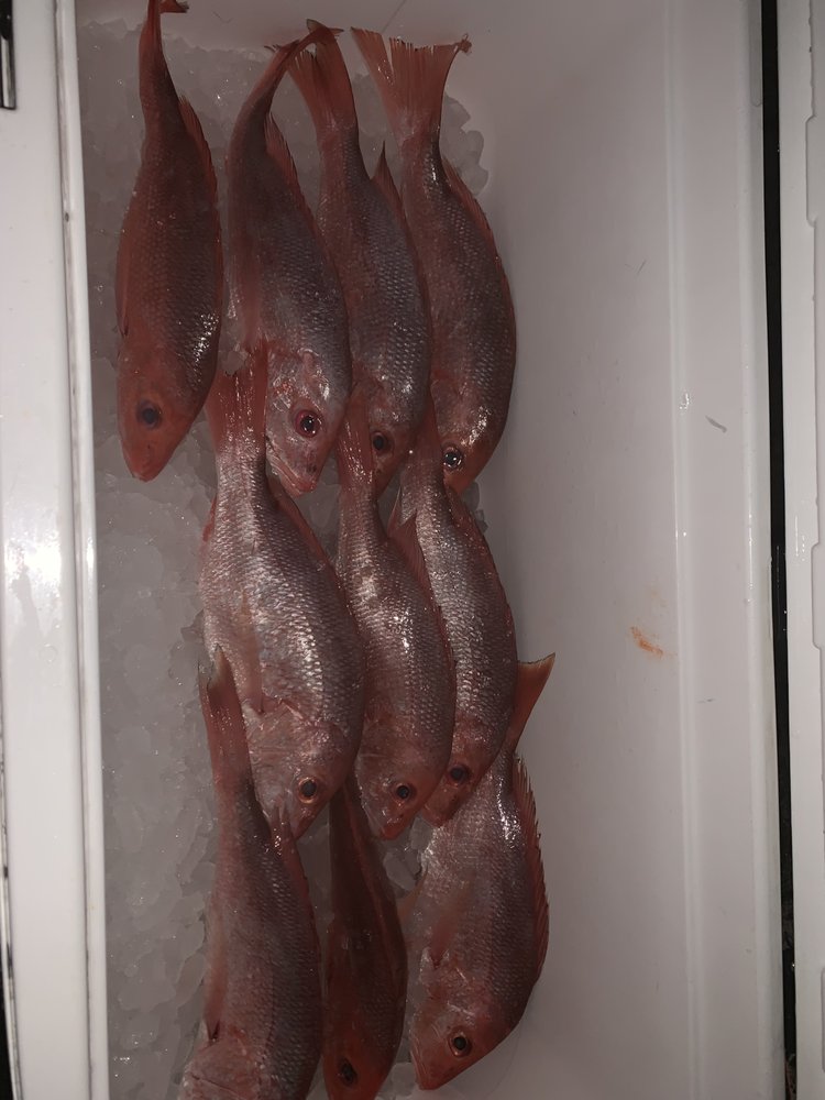 SHUCKIN SEAFOOD AND OYSTER BAR Updated September 2024 Niceville