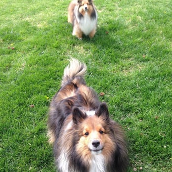 Four Leg Stretch - The adorable pictures Amy would send us during her visits with our sheltie boys - Dog Walkers Near Me Four Leg Stretch - The adorable pictures Amy would send us during her visits with our sheltie boys - Dog Walkers Near Me
