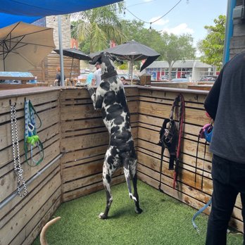 The Dog Bar - Fences high enough to secure the BIG dogs! - Sports Bars Near Me - St. Petersburg, Florida The Dog Bar - Fences high enough to secure the BIG dogs! - Sports Bars Near Me - St. Petersburg, Florida