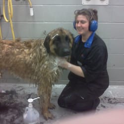 Scruffy to Fluffy - Giving a Leonberger a bath!