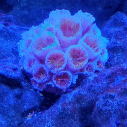 Sun Corals Direct - DOA