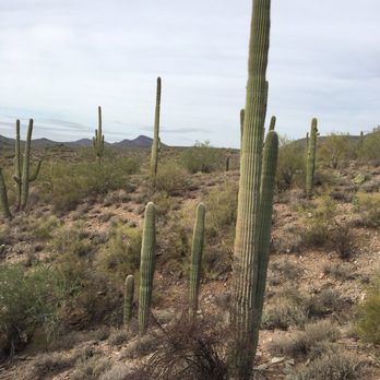 MTM Ranch Horseback Adventures - These things were 80' tall - Horseback Riding Near Me - Cave Creek, Arizona MTM Ranch Horseback Adventures - These things were 80' tall - Horseback Riding Near Me - Cave Creek, Arizona