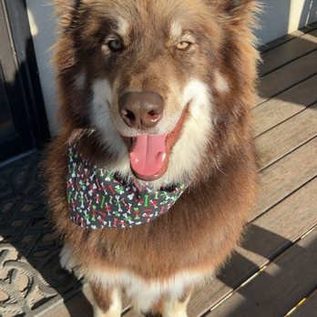 Pups Fresh Fade - Pet Groomers Near Me Pups Fresh Fade - Pet Groomers Near Me