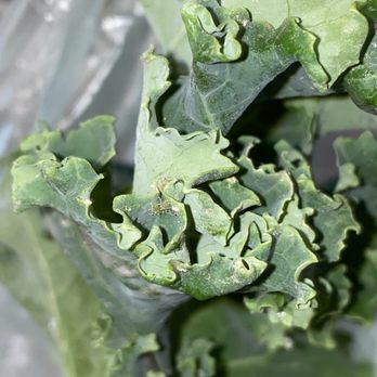 Giant - Kale and bugs - Grocery Near Me - Abington, Pennsylvania Giant - Kale and bugs - Grocery Near Me - Abington, Pennsylvania