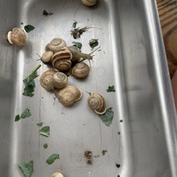 Happy Roots Learning Center - We found 21 garden snails. The like apples, grapes, and not kale!