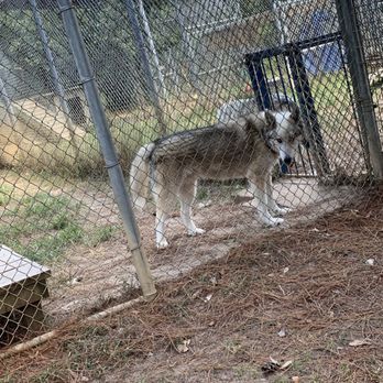 Saint Francis Wolf Sanctuary - Animal Shelters Near Me - Navasota, Texas Saint Francis Wolf Sanctuary - Animal Shelters Near Me - Navasota, Texas
