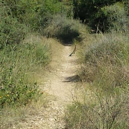 Roadrunner in Bamberger Nature Park
