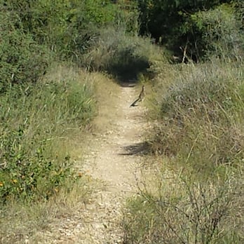 Bamberger Nature Park - Roadrunner in Bamberger Nature Park - Parks Near Me - San Antonio, Texas