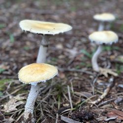 The Land - Mushrooms