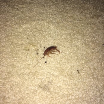 Nogal Feliz - Just had my apt bugged for the 3rd time in less then a year and the next evening a cockroach crawls across my leg at 3:15 AM! - Apartments Near Me - Tustin, California