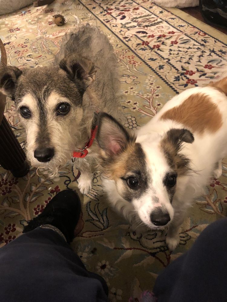 NAILS AND MORE PET CARE Updated August 2024 15 Photos & 12 Reviews