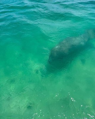 Dolphins and Manatees swim with you - The Sunshine State is known for it's whacky and off the wall experiences and happenings, and this gem is no exception. Something as awesome as this Floating Tiki Bar that actually drives like a boat is totally Floridian, and we're here for it.
Cruisin' Tikis Sarasota offers a variety of options for you to booze and cruise throughout Sarasota Bay. Whether you want to go in the daytime on the Tiki Fun Cruise, admire a dreamy sunset from the middle of the ocean on the Sunset Cruise, or anchor out and go for a swim on a private swimming tour, you can do so year-round. Dolphins and Manatees swim with you - The Sunshine State is known for it's whacky and off the wall experiences and happenings, and this gem is no exception. Something as awesome as this Floating Tiki Bar that actually drives like a boat is totally Floridian, and we're here for it.
Cruisin' Tikis Sarasota offers a variety of options for you to booze and cruise throughout Sarasota Bay. Whether you want to go in the daytime on the Tiki Fun Cruise, admire a dreamy sunset from the middle of the ocean on the Sunset Cruise, or anchor out and go for a swim on a private swimming tour, you can do so year-round.