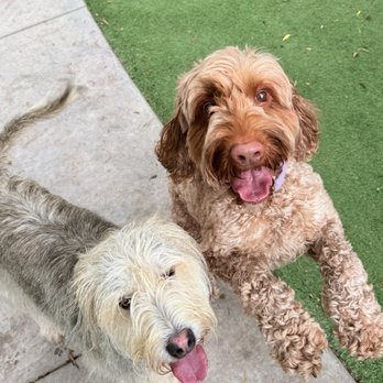 Creature Comfort BnB - Dog Walkers Near Me - Los Angeles, California Creature Comfort BnB - Dog Walkers Near Me - Los Angeles, California