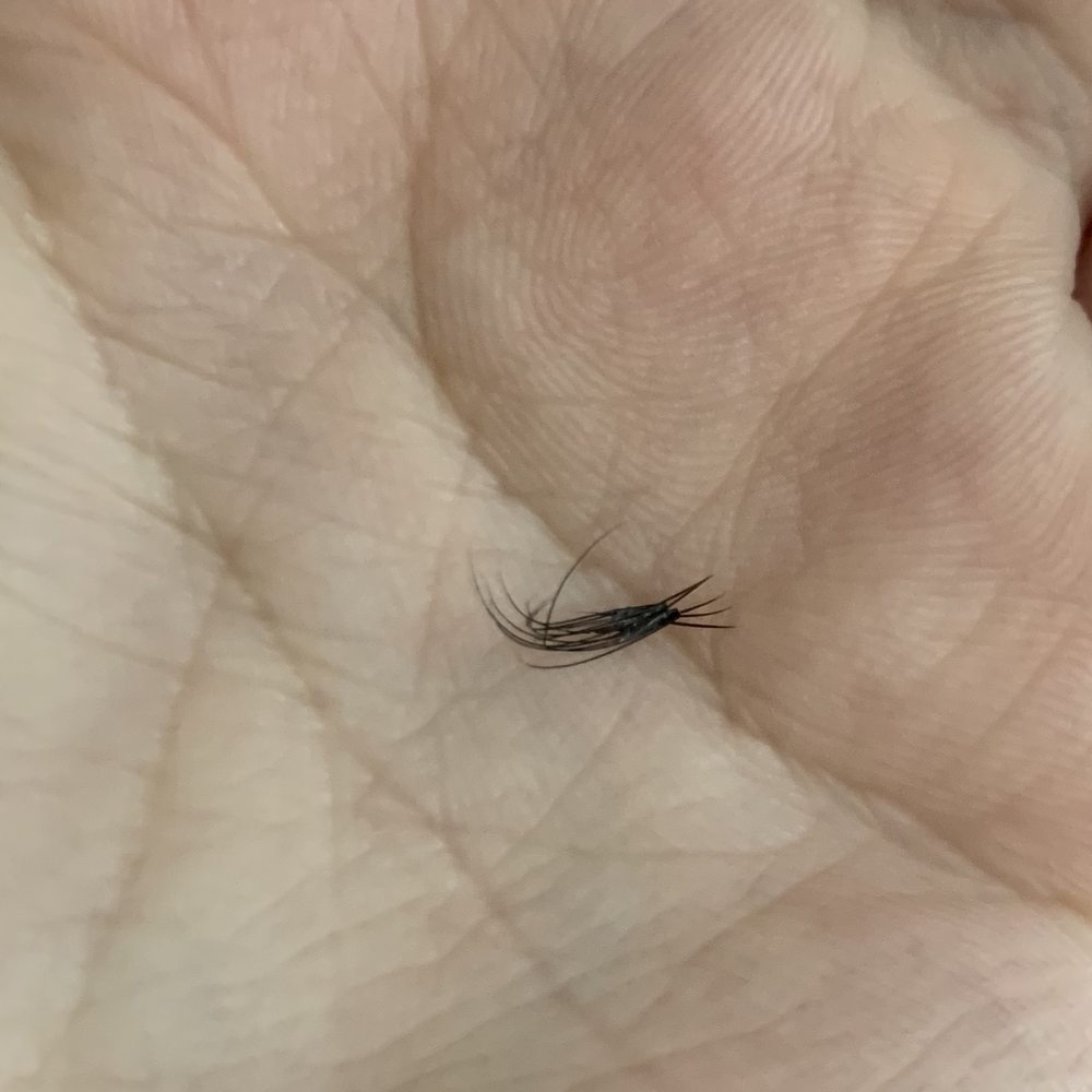 Amazing Lash Studio - Extensions applied by an lash tech - Eyelash Service Near Me - Chandler, Arizona