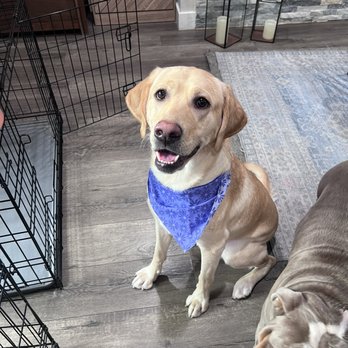 Pet Haven Grooming - Ellie looks and smells amazing thanks to Pet Haven. Look at that happy face! - Pet Groomers Near Me - Burbank, California