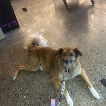 MOXY Phoenix Tempe - Pet friendly - Hotels Near Me - Tempe, Arizona MOXY Phoenix Tempe - Pet friendly - Hotels Near Me - Tempe, Arizona