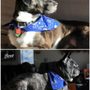 Photo of A Token Of Love Mobile Pet Salon