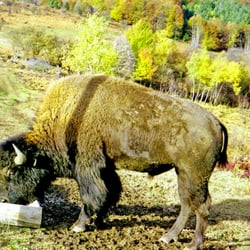 Les bisons de la Madeleine