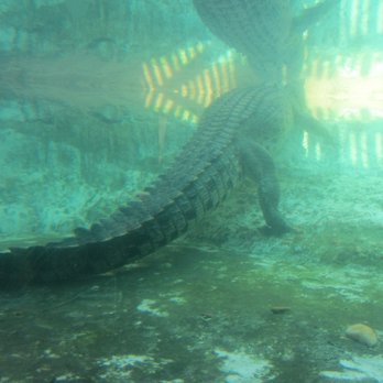 St. Augustine Alligator Farm Zoological Park - Maximo - Zoos Near Me - Saint Augustine, Florida St. Augustine Alligator Farm Zoological Park - Maximo - Zoos Near Me - Saint Augustine, Florida