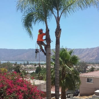 Dylan Dixon Tree Services - Tree Services Near Me Dylan Dixon Tree Services - Tree Services Near Me