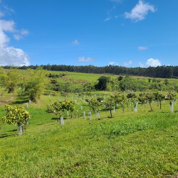 Lavaloha - lovely cacao groves - Chocolatiers & Shops Near Me - Hilo, Hawaii