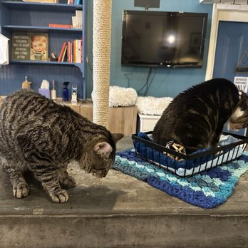 Brooklyn Cat Cafe - Pet Adoption Near Me - Brooklyn, New York Brooklyn Cat Cafe - Pet Adoption Near Me - Brooklyn, New York