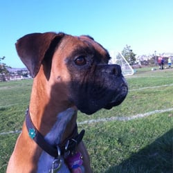 Shorecliffs Middle School - Soccer dog