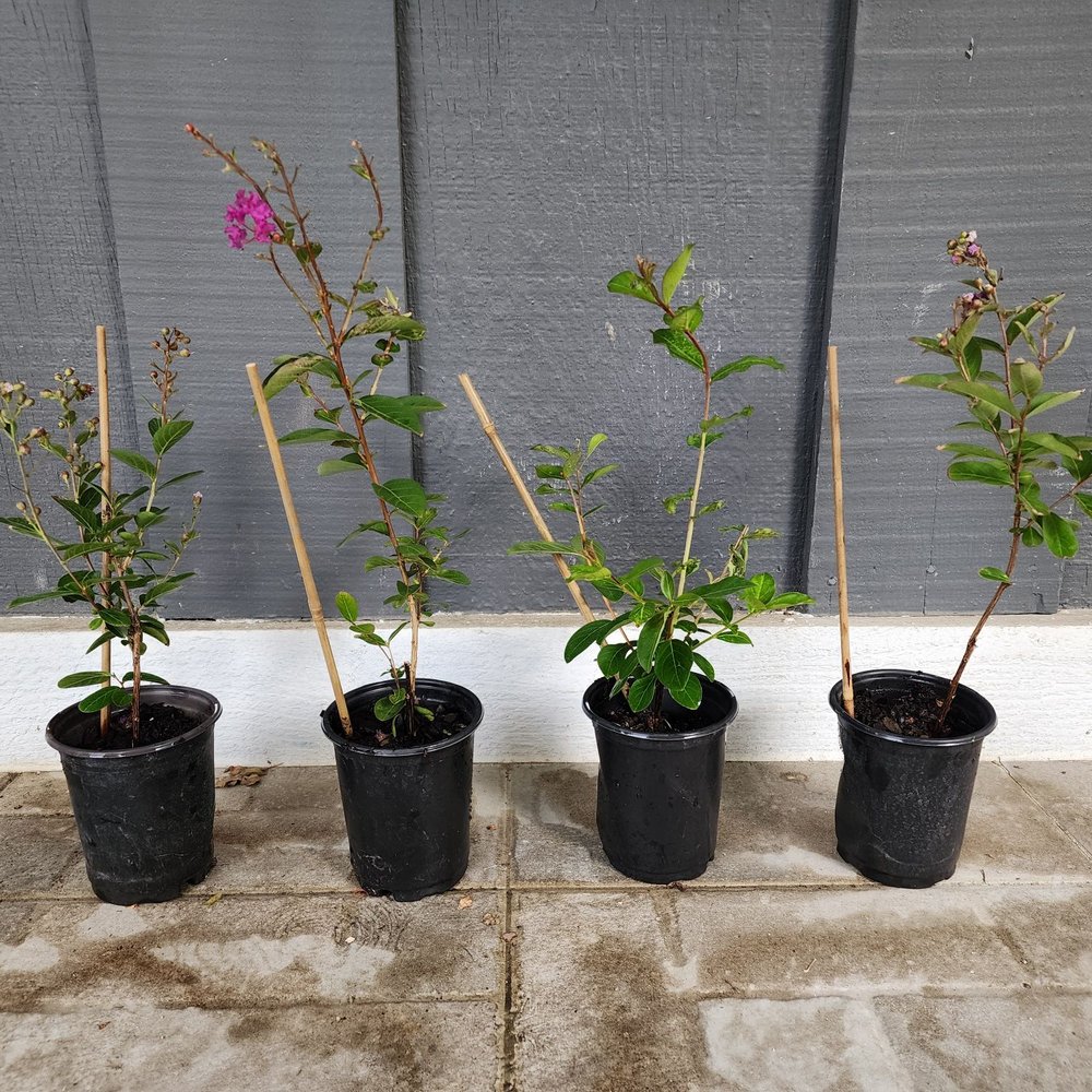 Crape Myrtle Guy - Just got the pack of 4 semi-dwarf zuni in the mail. Looking good! - Nurseries & Gardening Near Me - Waxahachie, Texas