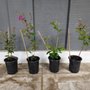 Photo of Crape Myrtle Guy