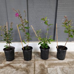 Crape Myrtle Guy - Just got the pack of 4 semi-dwarf zuni in the mail. Looking good!