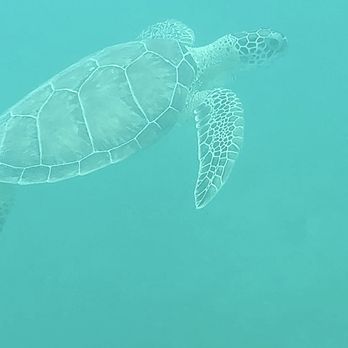 Someday Charters - Snorkeling Near Me - St. Thomas, Virgin Islands