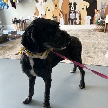 The Barktique - Pet Groomers Near Me - Austin, Texas