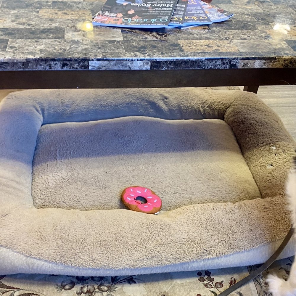 Ahimsa Coffee - Even pups have a cosy spot! - Coffee & Tea Near Me - Limon, Colorado