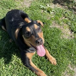 Foster Pet Outreach