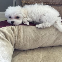Our beautiful Lexi from Stacey at California Cuddles