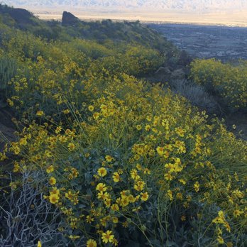 Lykken Trail - Mass of yellow blooms - Hiking Near Me - Palm Springs, California Lykken Trail - Mass of yellow blooms - Hiking Near Me - Palm Springs, California