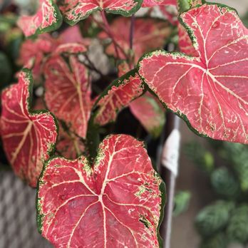 Clark’s Station - Unique plants - Floral Designers Near Me - Orange, California