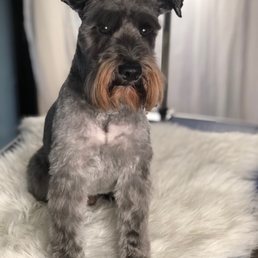 Yogi - miniature Schnauzer Yogi - miniature Schnauzer
