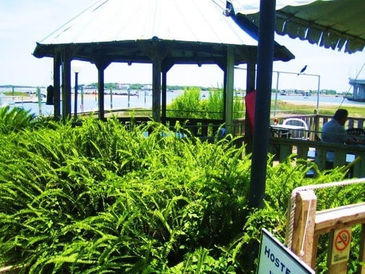 Kingfish Grill.....Only Fresh Fish! by null