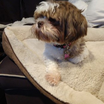 Land of Paws - Pet Groomers Near Me - Hamden, Connecticut