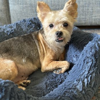 Parkside Groomery - Day of his groom and he looks so handsome the best part is at every stage of growth the cut just keeps getting better. - Pet Groomers Near Me - Lakeside, California Parkside Groomery - Day of his groom and he looks so handsome the best part is at every stage of growth the cut just keeps getting better. - Pet Groomers Near Me - Lakeside, California