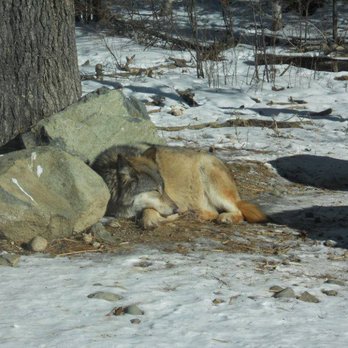 International Wolf Center - Wolf - Museums Near Me - Ely, Minnesota International Wolf Center - Wolf - Museums Near Me - Ely, Minnesota