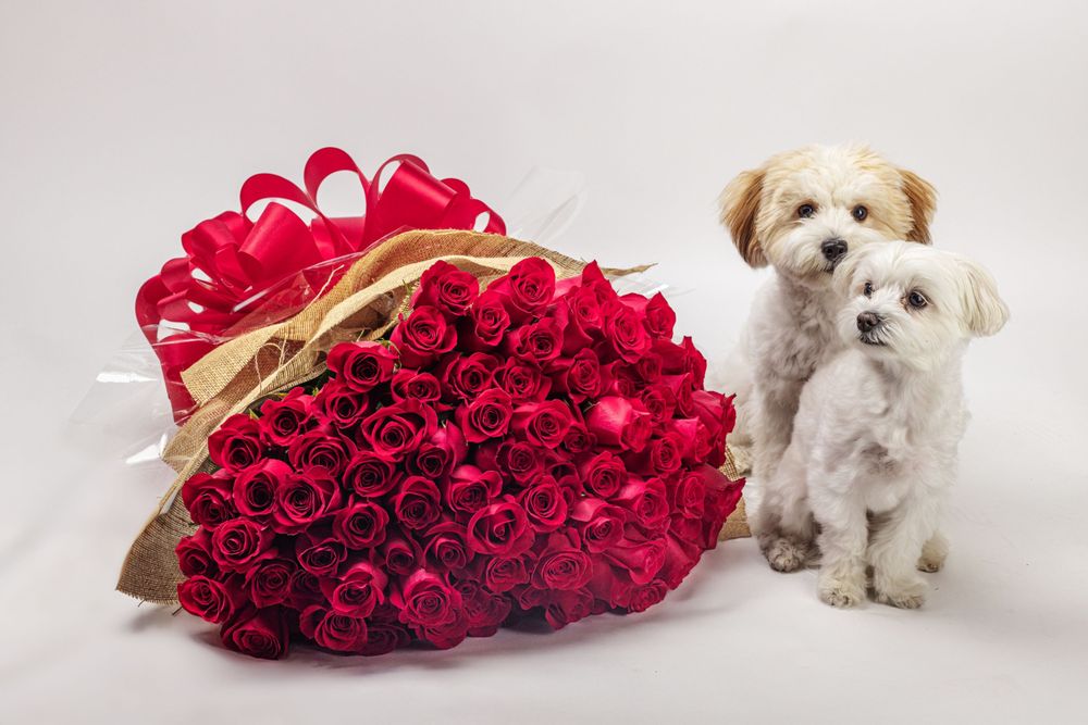 STEMS FLORIST Updated May 2024 190 Photos & 25 Reviews 12037