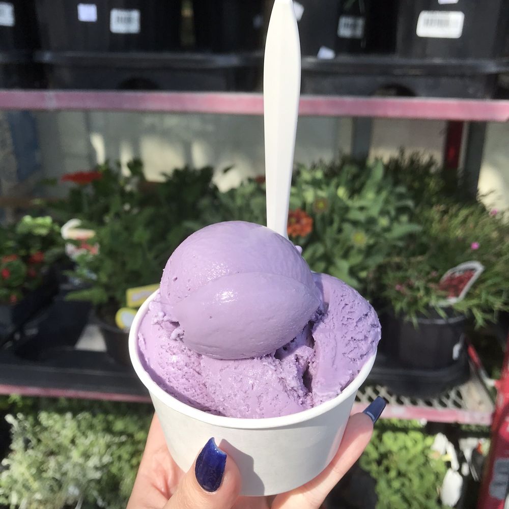 Toby's Homemade Ice Cream - Ube Ice Cream - Ice Cream & Frozen Yogurt Near Me - Arlington, Virginia Toby's Homemade Ice Cream - Ube Ice Cream - Ice Cream & Frozen Yogurt Near Me - Arlington, Virginia