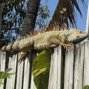 Everglades Alligator Farm - Beautiful wild iguana just hanging out - Zoos Near Me - Homestead, Florida Everglades Alligator Farm - Beautiful wild iguana just hanging out - Zoos Near Me - Homestead, Florida